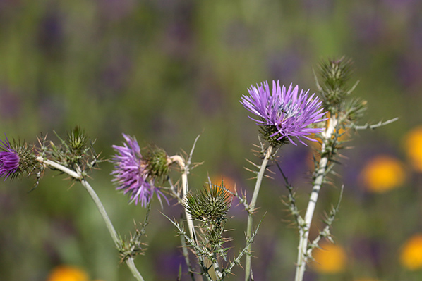 Purple milk thistle